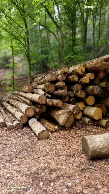 NATUR im WALD

Elfringhauser Schweiz 
2025@ana´