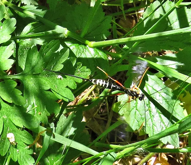 Holzwespen-Schlupfwespe (Rhyssa persuasoria) | Foto: GvM