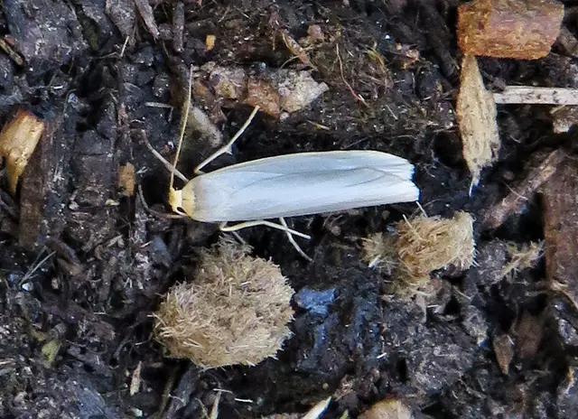 Weißgraue Flechtenbärchen (Eilema caniola)  | Foto: GvM