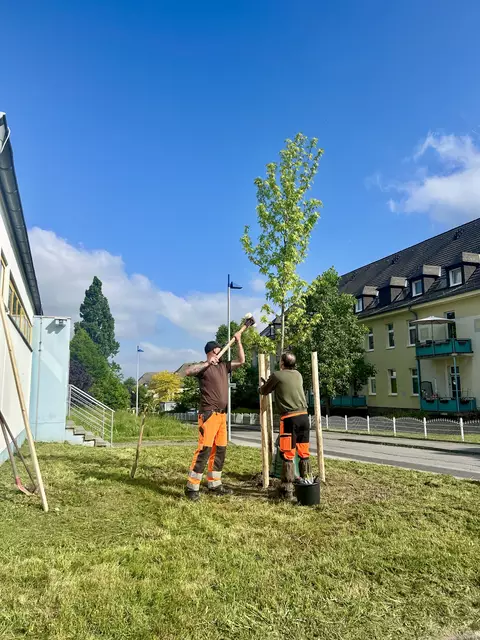 Mitarbeiter des Mendener Baubetriebs haben am Donnerstagmorgen den Amberbaum, der an das tragische Ereignis vom 10. Mai erinnern soll, An der Beile gepflanzt. Foto: Stadt Menden/Vanessa Wittenburg