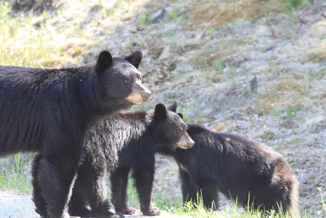Schwarzbären in Kanada. Foto: Heiko Schmetz