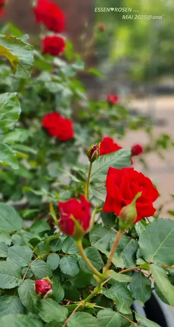 ...Vorplatz einer Kirche, in Essen