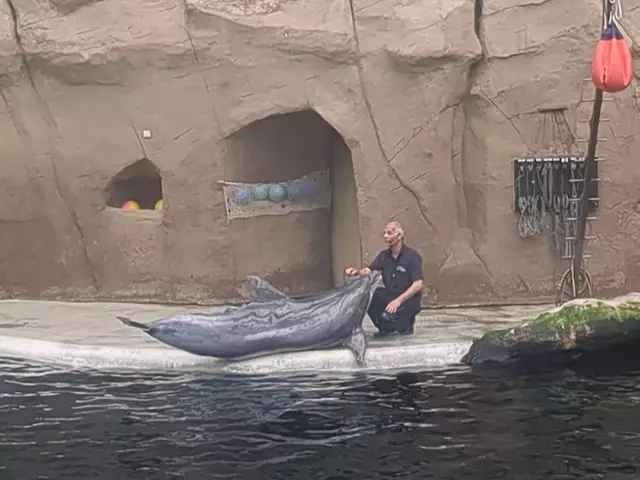 Die Anatomie eines Delfins wird erklärt | Foto: Astrid Günther