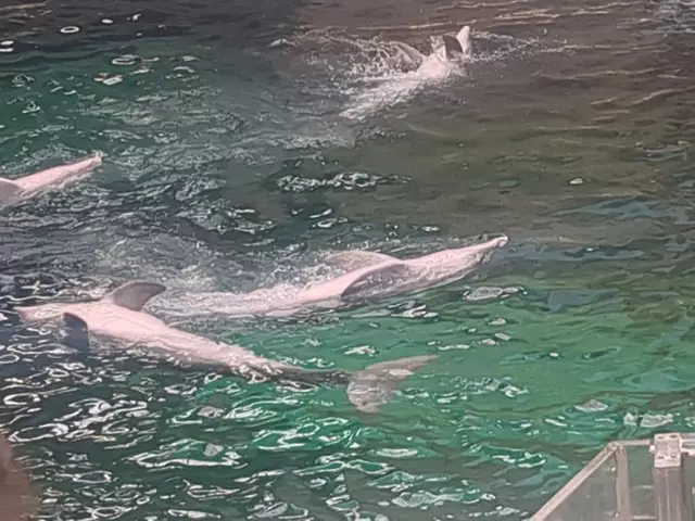 Badevergnügen | Foto: Astrid Günther