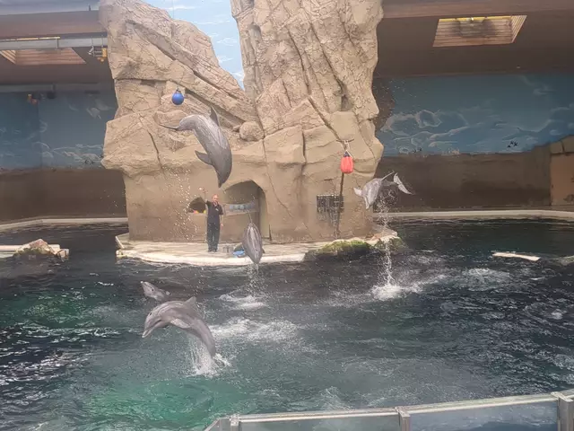 Delfinshow im Duisburger Zoo | Foto: Astrid Günther