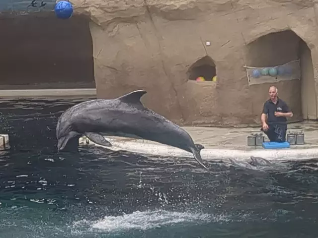 Delfinshow im Duisburger Zoo | Foto: Astrid Günther