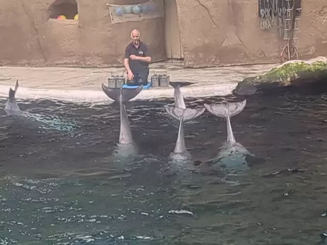 Zeigt her Eure Schwanzflosse! | Foto: Astrid Günther