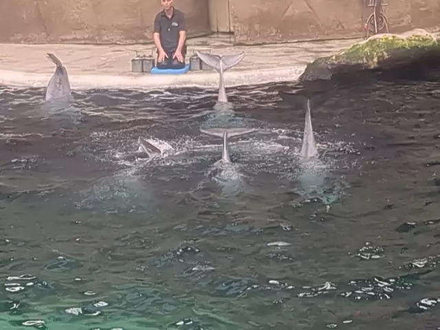 Und nun: Abtauchen! | Foto: Astrid Günther