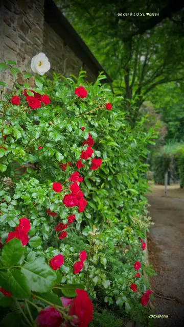 an der KLUSE (Klusenkapelle) in Essen :-)