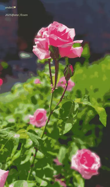 ...bisschen bearbeitet
anderS´ halt :-)