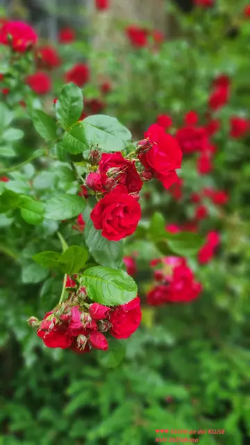mitten im WALD in Essen, an der KLUSENKAPELLE