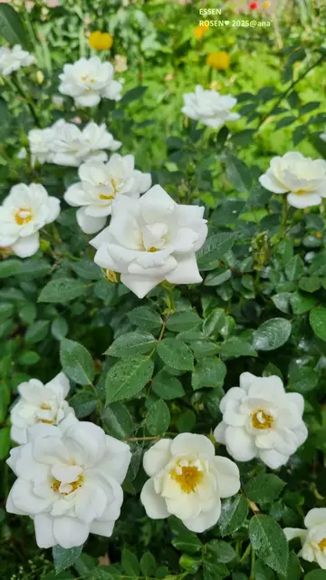 ...mitten im Herzen eines Stadtteils... ROSEN-Beet ♥