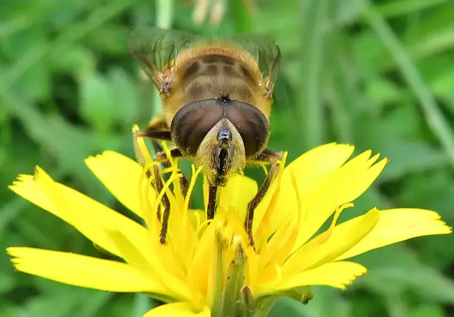Die Mistbiene ist eine Schwebfliege (Eristalis tenax) | Foto: GvM