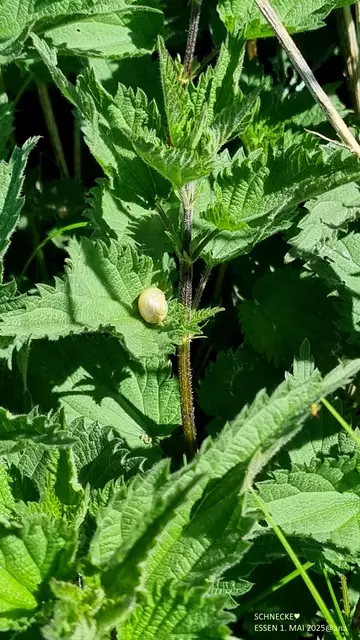 eine Schnecke....