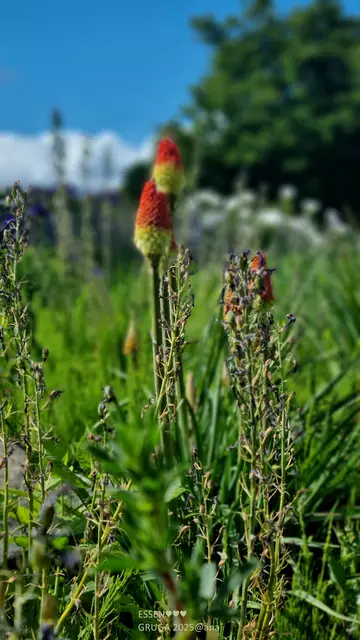 besondere außergewöhnliche Pflanzen