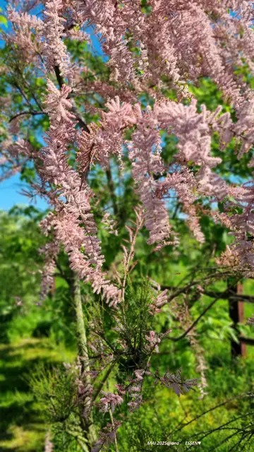 interessantes Gewächs