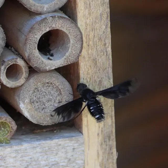 In dieser Aufnahme ist die dunkle Färbung der Flügel besonders gut wahrnehmbar.