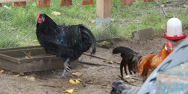 Zwei junge Hähne im Auslauf - die schöne Zeit genießen. | Foto: Robert Brungert