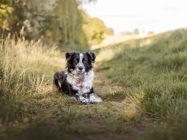Essen: Schattige Plätze sind im Sommer ein Muss. | Foto: TASSO
