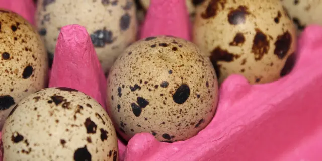 Wachteleier mit ihrer typischen Sprenkelung – klein und gesund. | Foto: Heiko Fröhlich