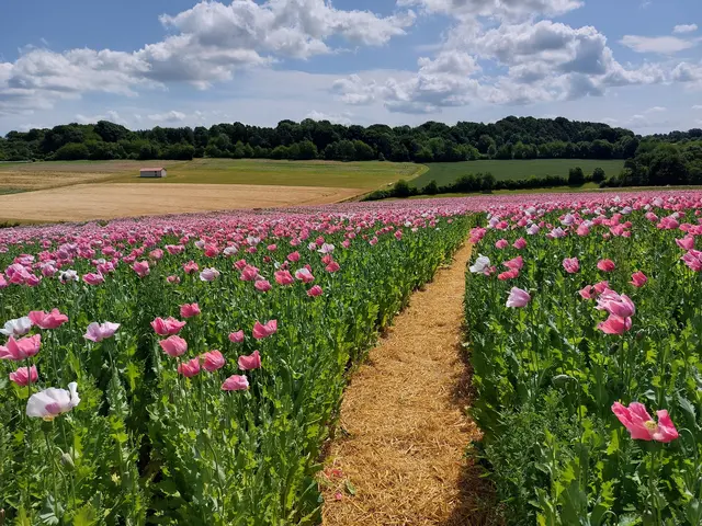 Mit Stroh ausgelegte Rundwege führen frei zugänglich durch das Meer der Mohnblüten.