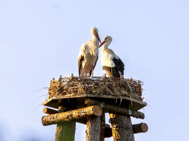 Das Storchenpaar im Nest am Friedhof in Hamm

© Stadt Marl / Pressestelle