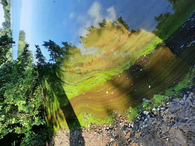 Blaualgenbefall kann zu gesundheitlichen Beeinträchtigungen bei Menschen und Tieren führen.
Archivfoto: WBD
