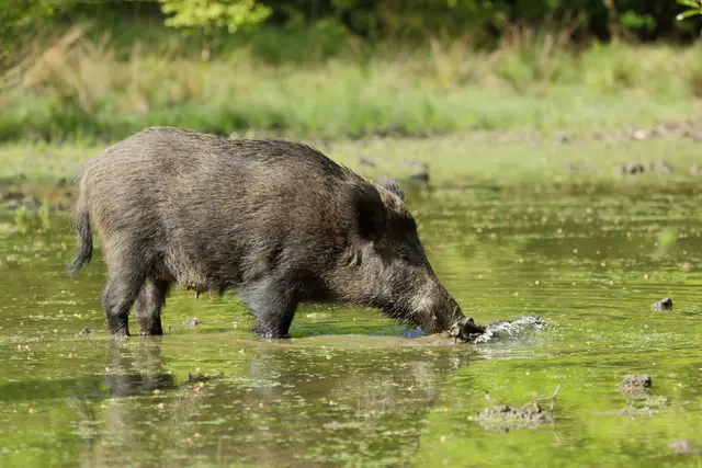 Die Wildschweine sind von der afrikanischen Schweinepest besonders bedroht. | Foto: Wildwald Voßwinkel