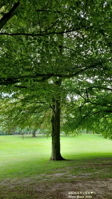 BAUM in der GRUGA