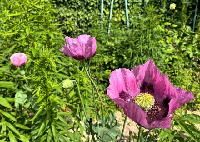 Foto: c Margot Klütsch