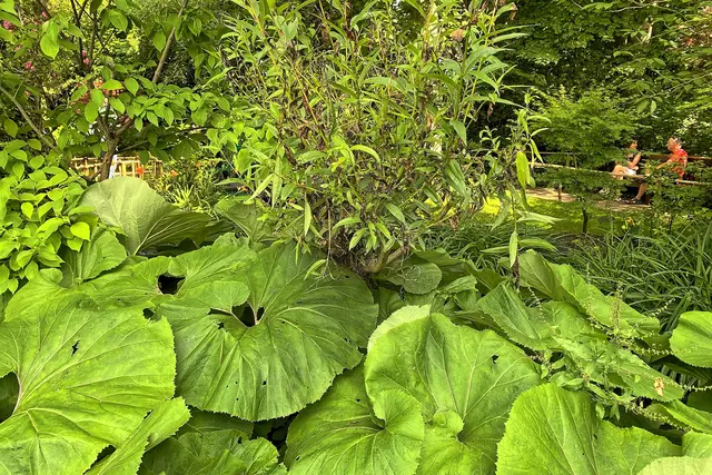 Wassergarten | Foto: c Margot Klütsch