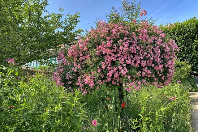 Im Blumengarten | Foto: c Margot Klütsch