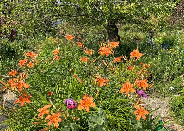 Wildblumen gibt es überall. | Foto: c Margot Klütsch