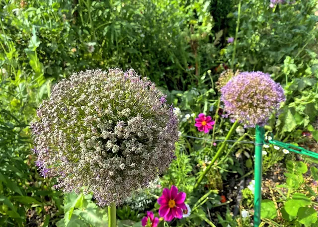 Im Blumengarten | Foto: c Margot Klütsch