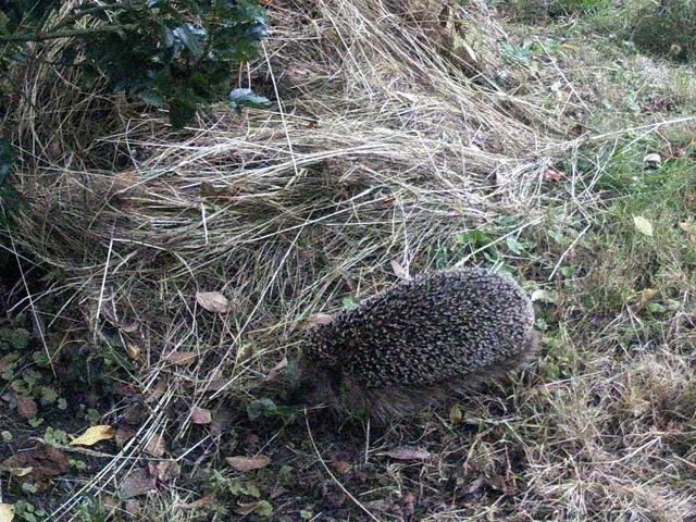 Ein fremder Igel schnüffelt sich an den Spuren seines Artgenossen entlang | Foto: Wildkamera