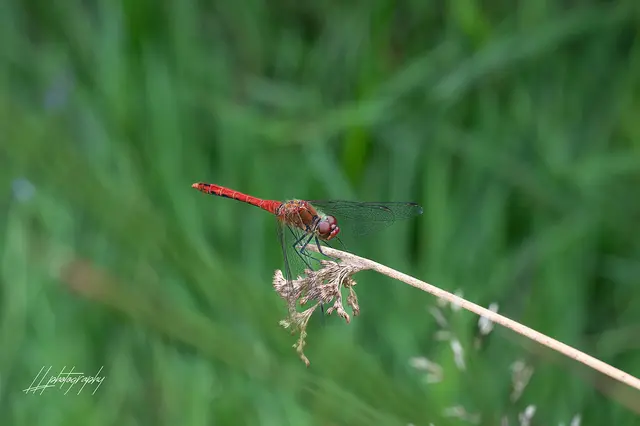 Blutrote Heidelibelle
