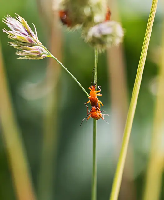 Rote Weichkäfer fressen Blattläuse, schädliche Schmetterlingsraupen.