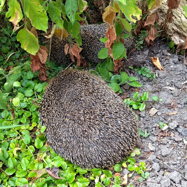 Einen - nein, zwei Igel finde ich nachmittags völlig unerwartet in einer halboffenen Ecke unseres Gärtchens am Boden liegen, fast wie tot.