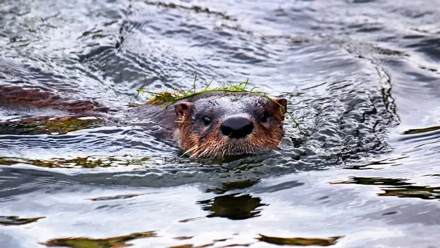 Foto: David Pinder auf Pixabay