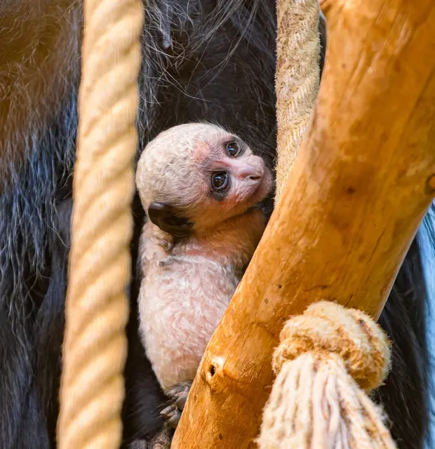 Duisburg: Bärenstummelaffe geboren: Für den Zoo Duisburg ist es bereits das zweite Jungtier der gefährdeten Tierart innerhalb eines Jahres. Revierleiter Alexander Nolte ist mit der bisherigen Aufzucht sehr zufrieden.
 | Foto: Zoo Duisburg / M. Appel