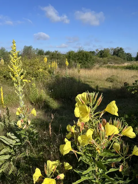 Nacht- und Königskerze in der NABU-Naturarena | Foto: Gregor Alms