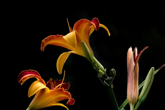 Taglilienblüten. Foto: Wolfgang Görgen