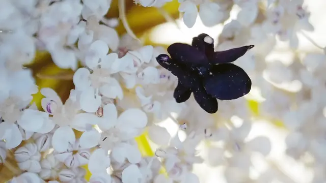 Ich finde, dass zum Beispiel der Begriff Fliegenblüte besser passt als die Bezeichnung "Mohrenblüte" (Mikroskopaufnahme)