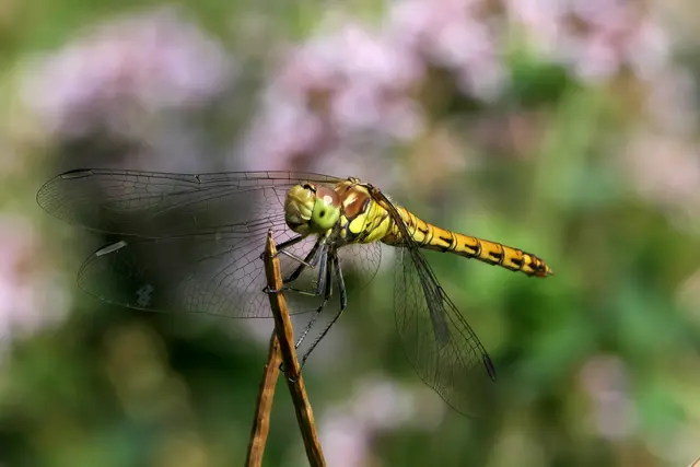 Eine Große Heidelibelle auf ihrem Ansitz