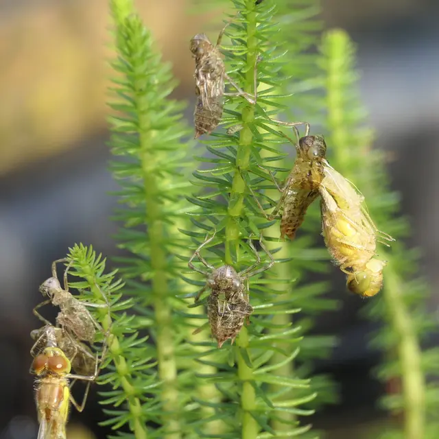 Hochbetrieb am Tannenwedel: rechts eine halb geschlüpfte Libelle, links unten eine zweite, die bereits etwas weiter ausgeformt ist, und dazwischen die Exuvien von zwei weiteren, früher geschlüpften Exemplaren | Foto: Video-Standbild