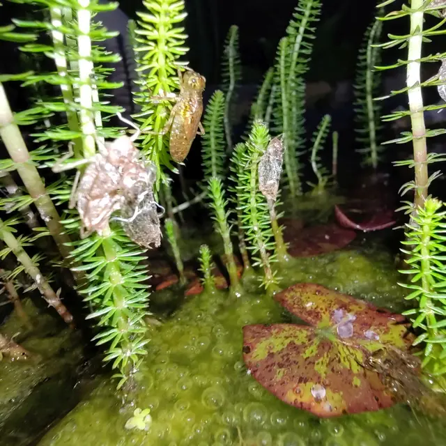 Oben ist eine gerade aus dem Wasser gekletterte Libellenlarve zu sehen, davor und dahinter Exuvien von früher geschlüpften Libellen. Und - was mir erst beim Betrachten der Aufnahme auffiel - unten rechts kriecht gerade eine weitere Larve auf ein Seerosenblatt.