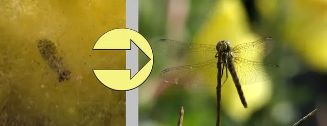 Links eine schlupfbereite Libellenlarve im Wasser, halb unter Algen verschwunden, rechts eine ausgewachsene Libelle in voller Schönheit