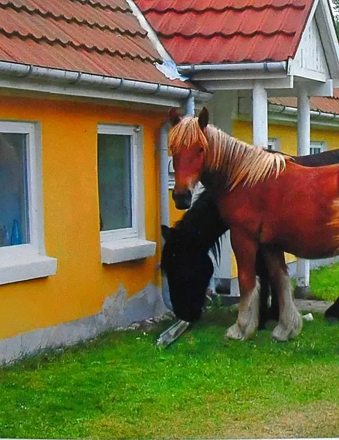 Pferde am Ferienhaus