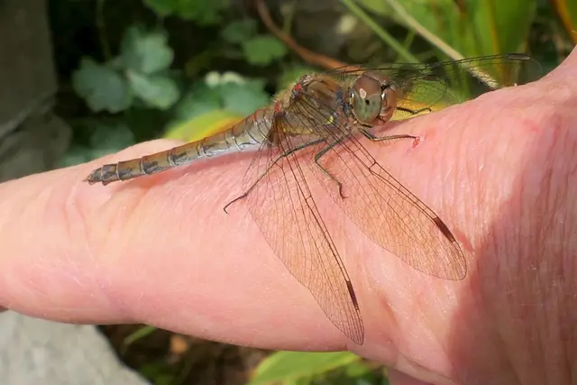 Einmal ist es mir gelungen, eine Libelle auf meinen Finger krabbeln zu lassen.
