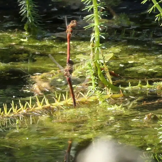 Eine Paarungskette zweier Heidelibellen bei der Eiablage | Foto: Video-Standbild